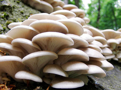 分享一套蘑菇科学种植技术，提高产量并不难