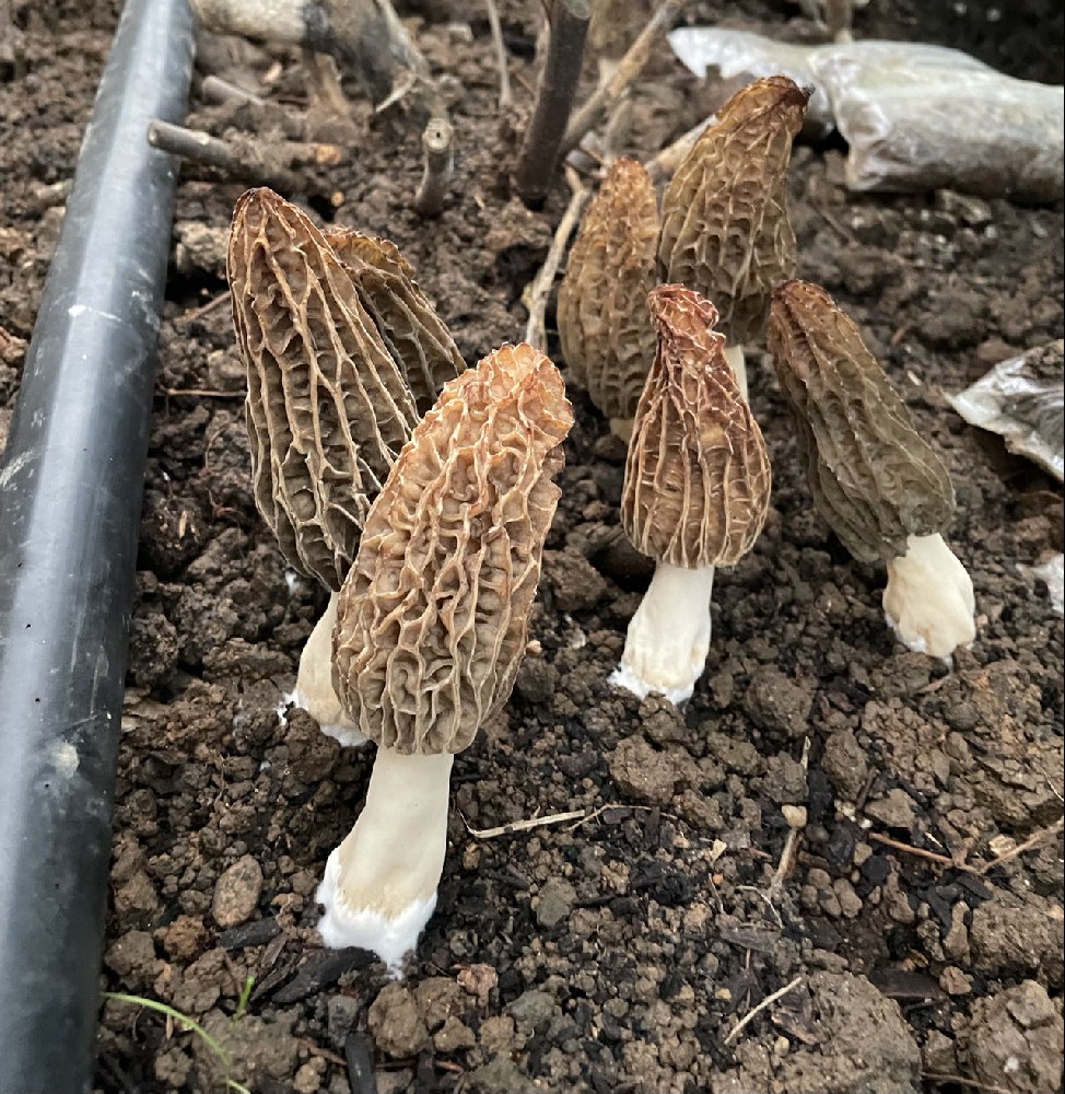 安徽新徽菇公司羊肚菌丰产面世   合肥紫蓬山基地，世界菌王一一羊肚菌长势喜人。即将丰产面世。